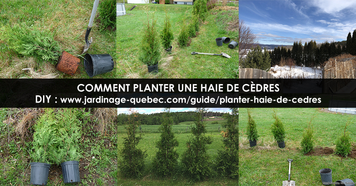 Planter une haie de cèdres
