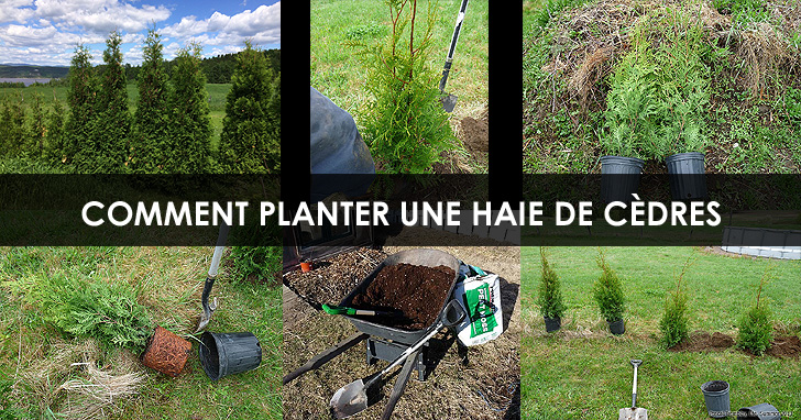 Haie de cèdres - Planter une haie