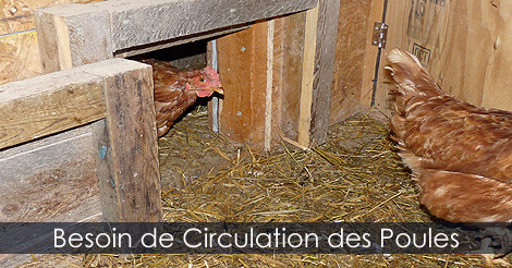 Poulailler - aménager un poulailler