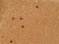 Comment scarifier des graines - Graines et Plantes - Aide à la germination des graines