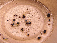 Technique de germination - Le Trempage des graines après la scarification - Faire germer des semences