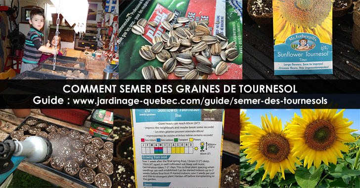 Planter tournesols