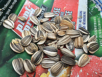 Planter des Graines de Tournesol - Les étapes