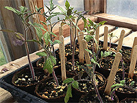 Faire les semis de tomates à l'intérieur