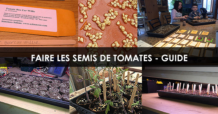 Semer des graines de Tomates