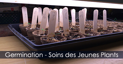 Soins des plants de tomates - Semis intérieurs