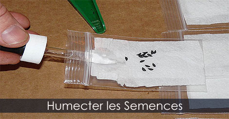 Sachets pour les semences - Entreposer les graines - Humecter les graines pour la stratification simple à froid des semences