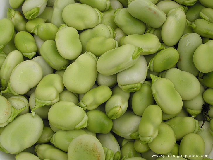 La fève des Marais - Photos Jardin Le Jardin des Patriotes - Pascal Tremblay La Baie Québec