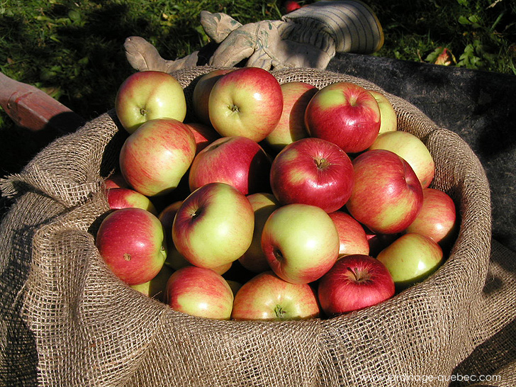 Récolte de Pommes - Photos Jardin Le Jardin des Patriotes - Pascal Tremblay La Baie Québec