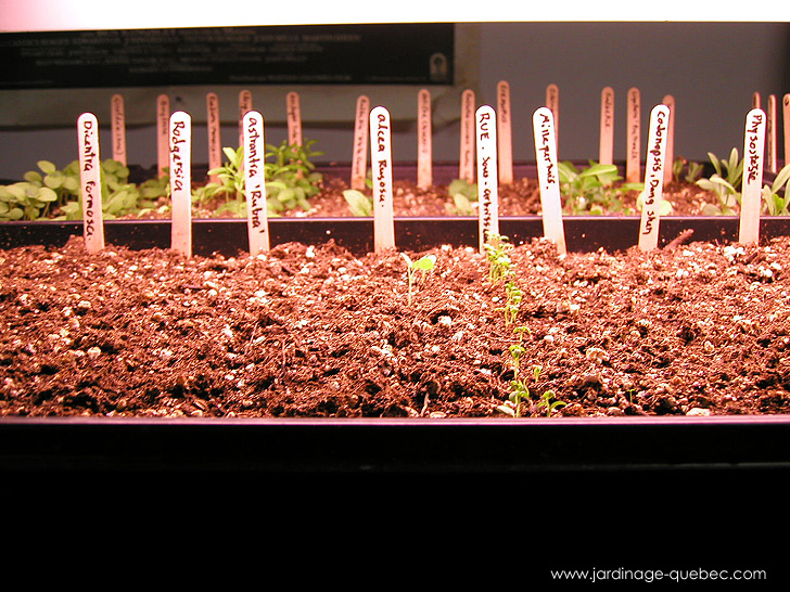 Plateaux de culture - Photos Jardin Le Jardin des Patriotes - Pascal Tremblay La Baie Québec