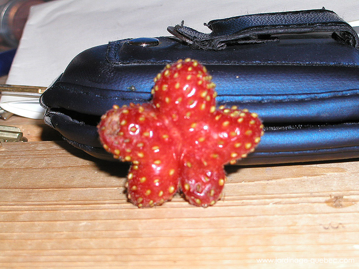 Fraise étoilée - Photos Jardin Le Jardin des Patriotes - Pascal Tremblay La Baie Québec