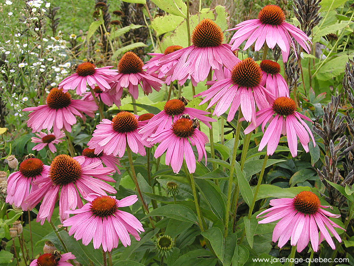 Échinacée, rudbeckie pourpre - Photos Jardin Le Jardin des Patriotes - Pascal Tremblay La Baie Québec