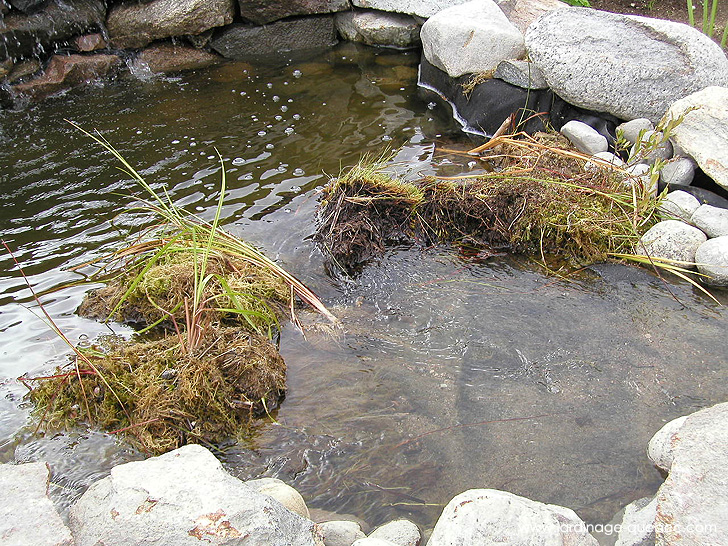 Filtre bassin Mousse de tourbe - Photos Jardin Le Jardin des Patriotes - Pascal Tremblay La Baie Québec