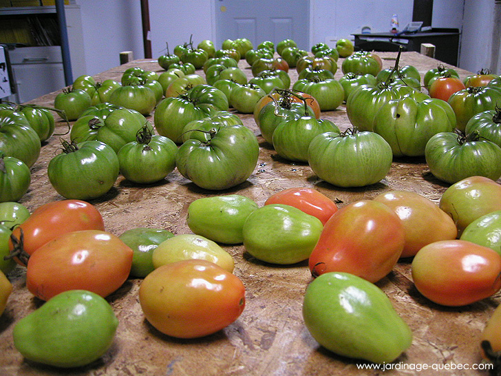 Cueillir les Tomates Vertes - Photos Jardin Le Jardin des Patriotes - Pascal Tremblay La Baie Québec