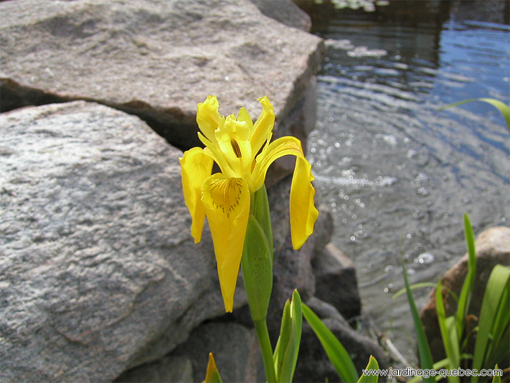 Iris des Marais - Photos Jardin Le Jardin des Patriotes - Pascal Tremblay La Baie Québec