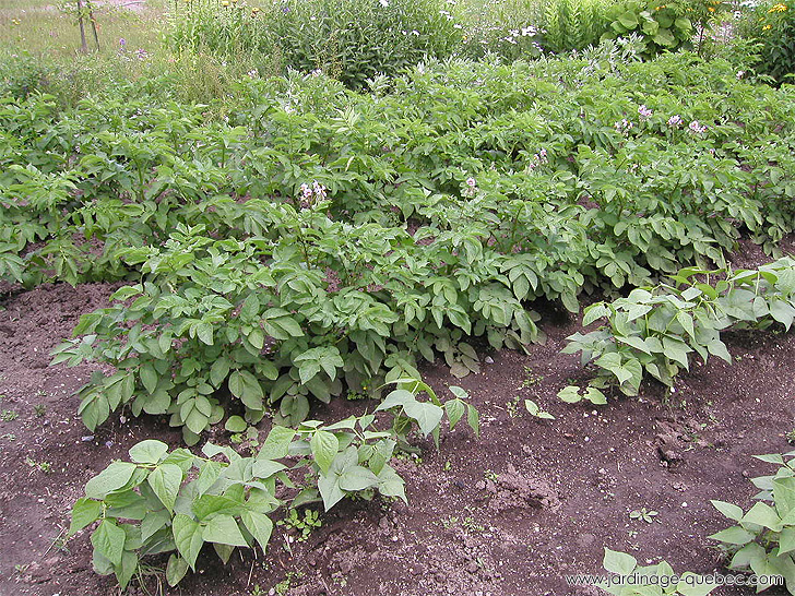 Plants de patate - Photos Jardin Le Jardin des Patriotes - Pascal Tremblay La Baie Québec