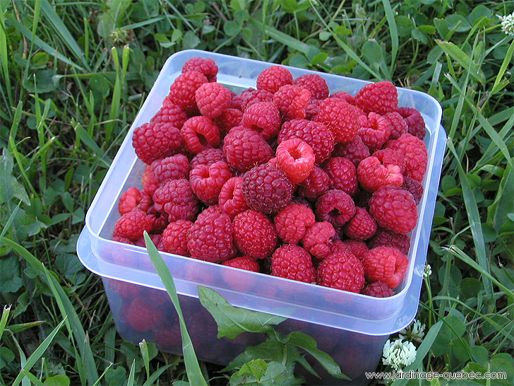 Cueillette de framboises - Photos Jardin Le Jardin des Patriotes - Pascal Tremblay La Baie Québec