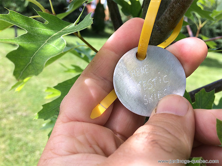 Photos Jardin L'Autre Monde - Serge Tremblay La Baie Québec -  Médaillon pour identifier les arbres - Truc pour identifier un arbre