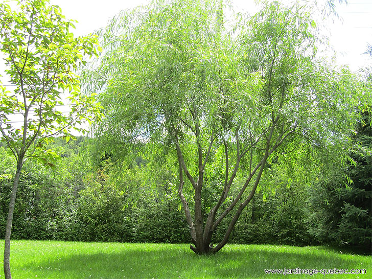 Photos Jardin L'Autre Monde - Serge Tremblay La Baie Québec - Les Abres et l'arboretum