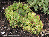 Sempervivum - Plantes grasses ou Succulentes du Qu�bec