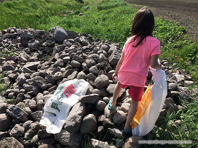 Ramasser des Pierres chez un agriculteur - Pierres des champs - Pierres Rondes
