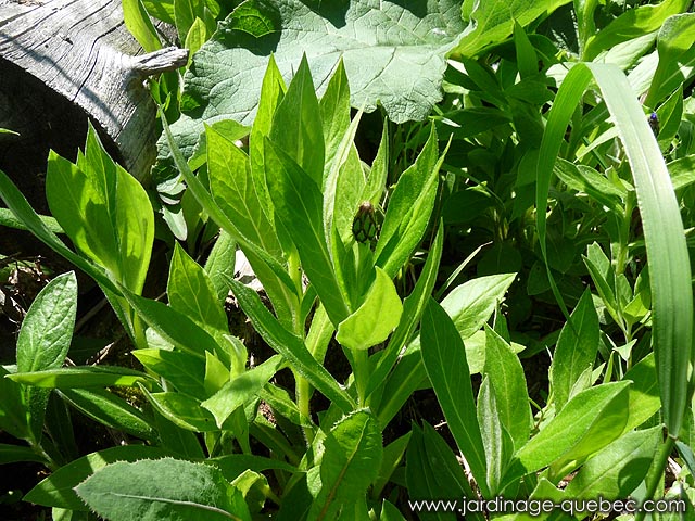 La Centaurée des montagnes, Barbeau des montagnes, Bleuet de montagne, Jacée de montagne ou Jacée des montagnes.