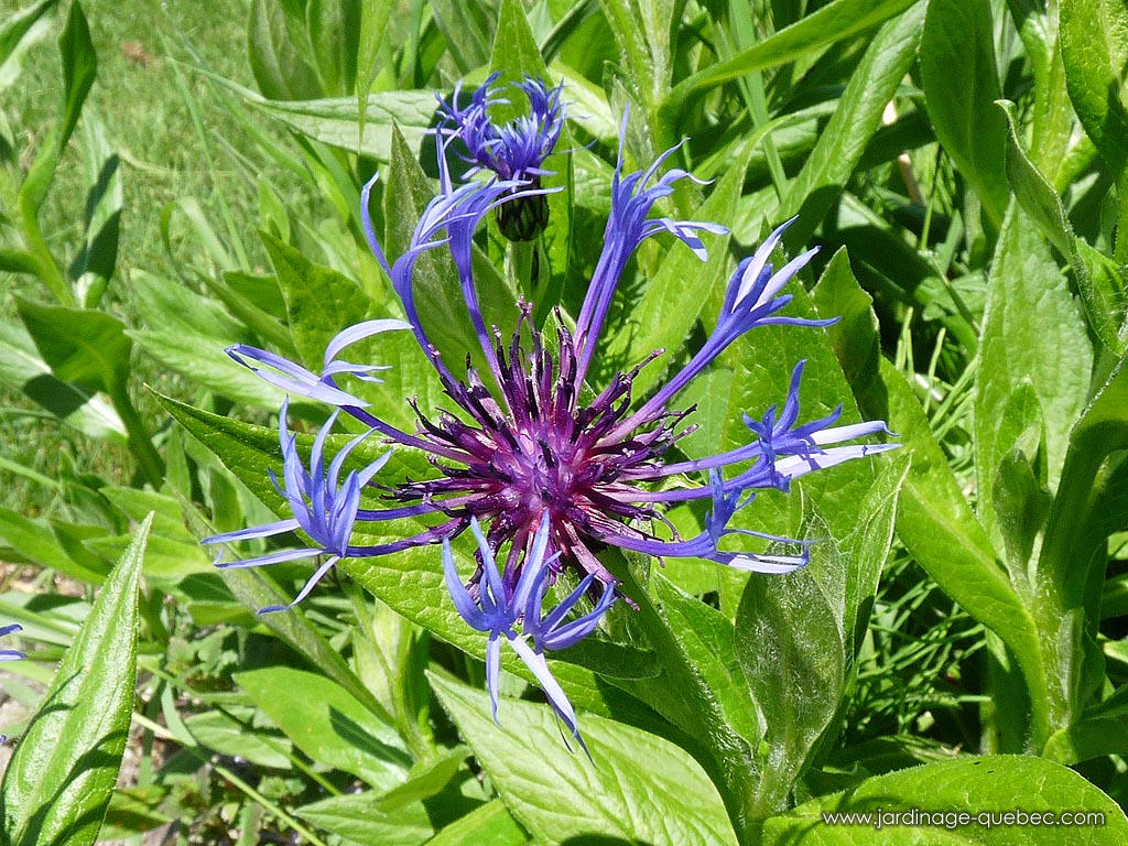 Jansione de montagnes - Centaurea Montana - Photo de la centaurée des montagnes
