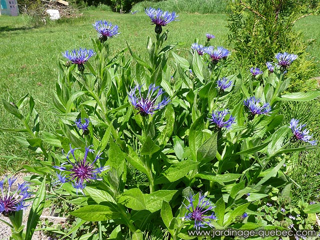 Vivaces du Québec - La centaurée des montagnes - Image centaurea montana