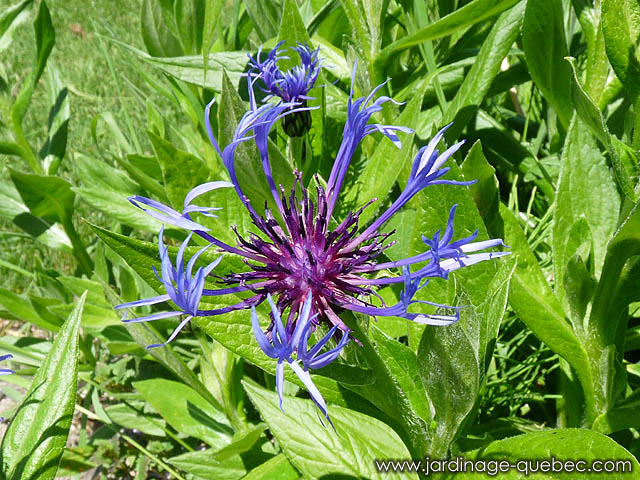 Centaurea Montana - Centaurée des montagnes - Photos centaurea montana