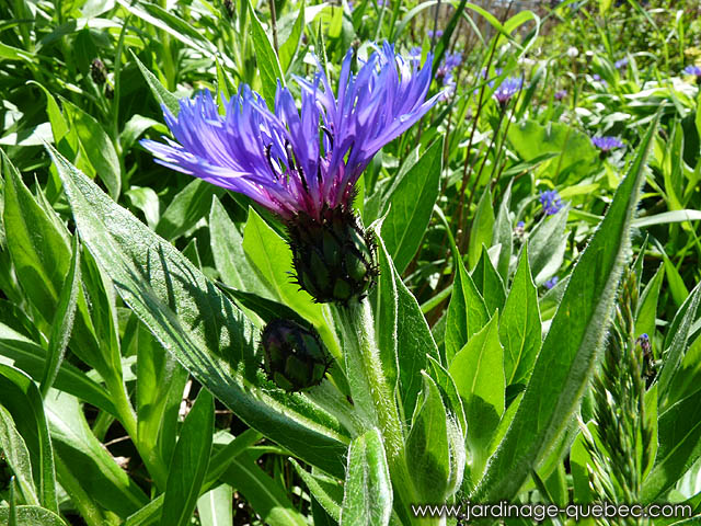 La centaurée des montagnes - Fiche descriptive de la centaurea montana - Vivace centaurée des montagnes