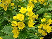 Lysimachia punctata - Yellow loosestrife - Lysimaque ponctuée