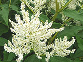 Fiche descriptive de la vivace Renouée polymorphe ou Persicaria polymorpha