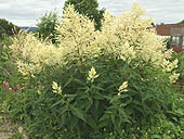 Persicaria Polymorpha - Persicaire Polymorphe - Renouée Polymorphe - Giant Fleece Flower 
