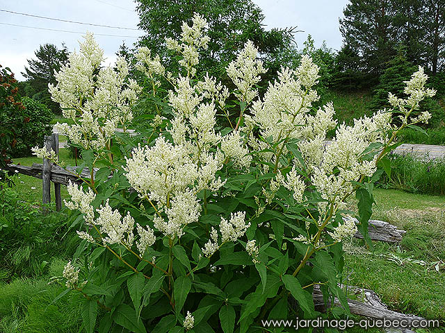 Vivaces du Québec - La Renouée Polymorphe ou Persicaire Polymorphe - Image Persicaria polymorpha