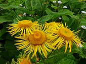 Telekia Speciosa - Buphthalmum speciosum - Télékie splendide