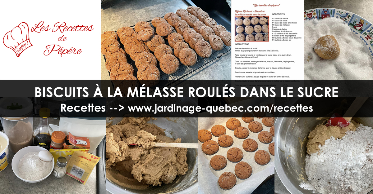 Biscuits à la mélasse roulés dans le sucre