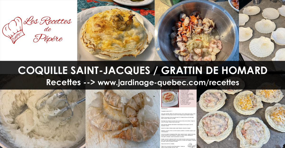 Coquilles Saint-Jacques