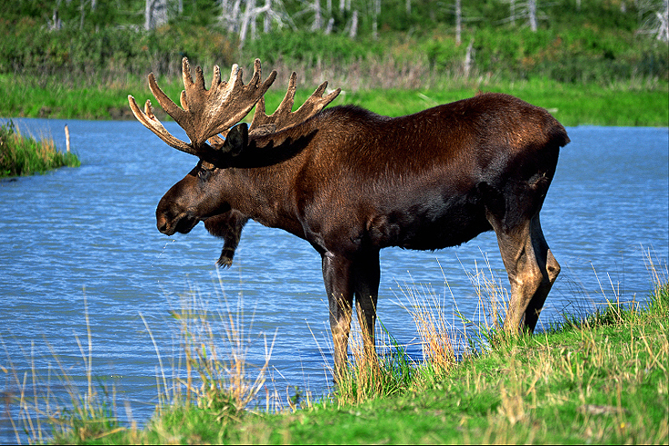 Recette de Saucisses de chevreuil ou d'orignal