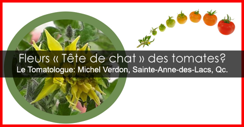 Fleurs tête de chat des plants de tomates