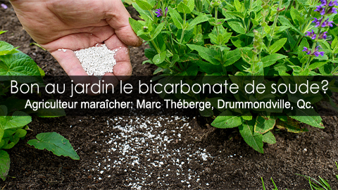Bicarbonate de soude au jardin