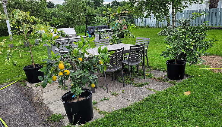 Agrumes au Québec
