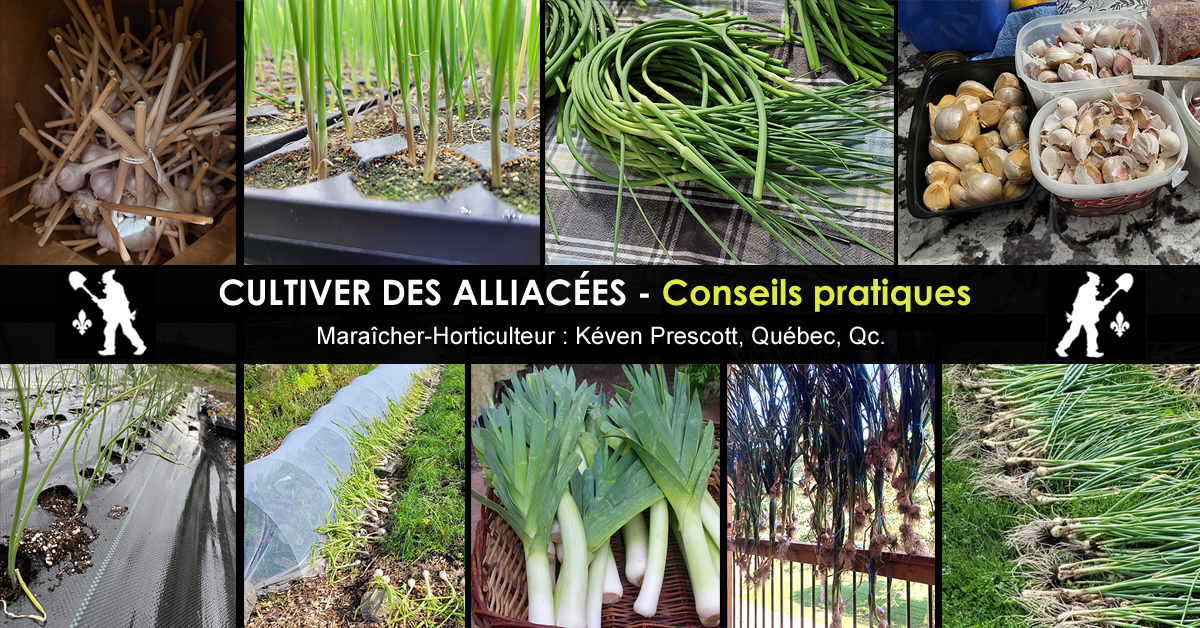 Alliacées
