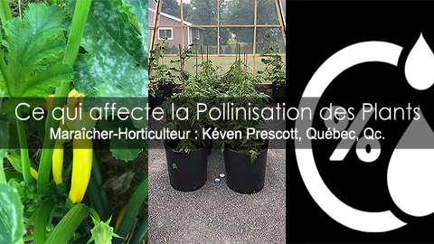 Facteurs qui affectent la pollinisation
