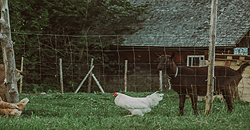 Autonomie alimentaire rêve à la réalité