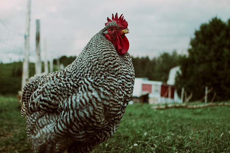 Autonomie alimentaire - Autosuffisance