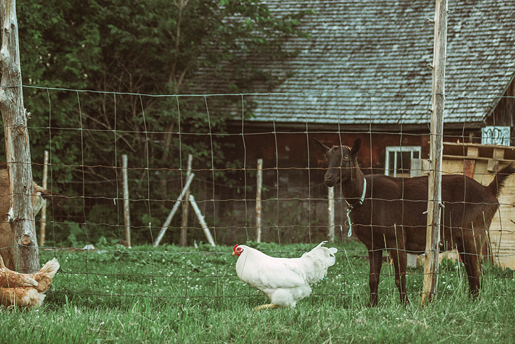 Cochons - Autosuffisance alimentaire