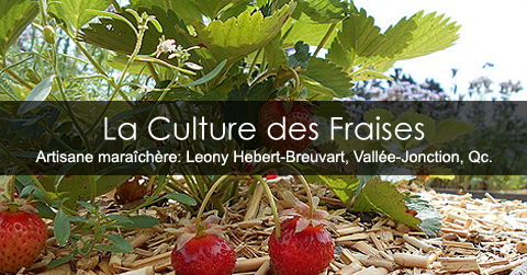 Culture des fraises