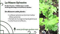 Mauve sylvestre