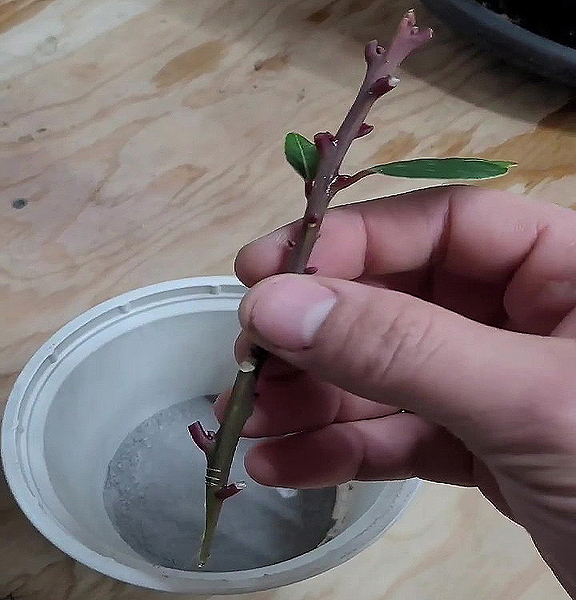 Bouture de laurier-sauce