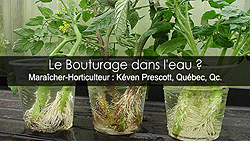 Bouture dans un verre d'eau